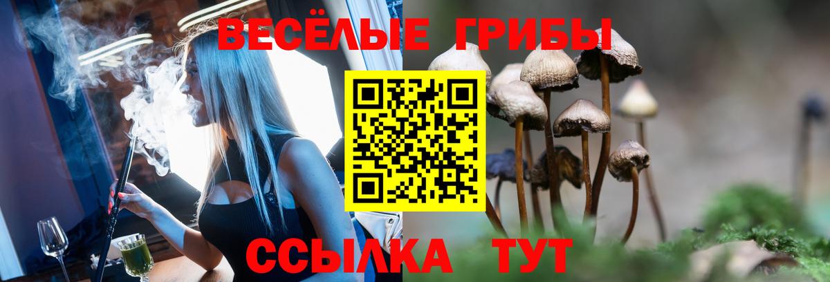 Псилоцибиновые грибы Cubensis Луга